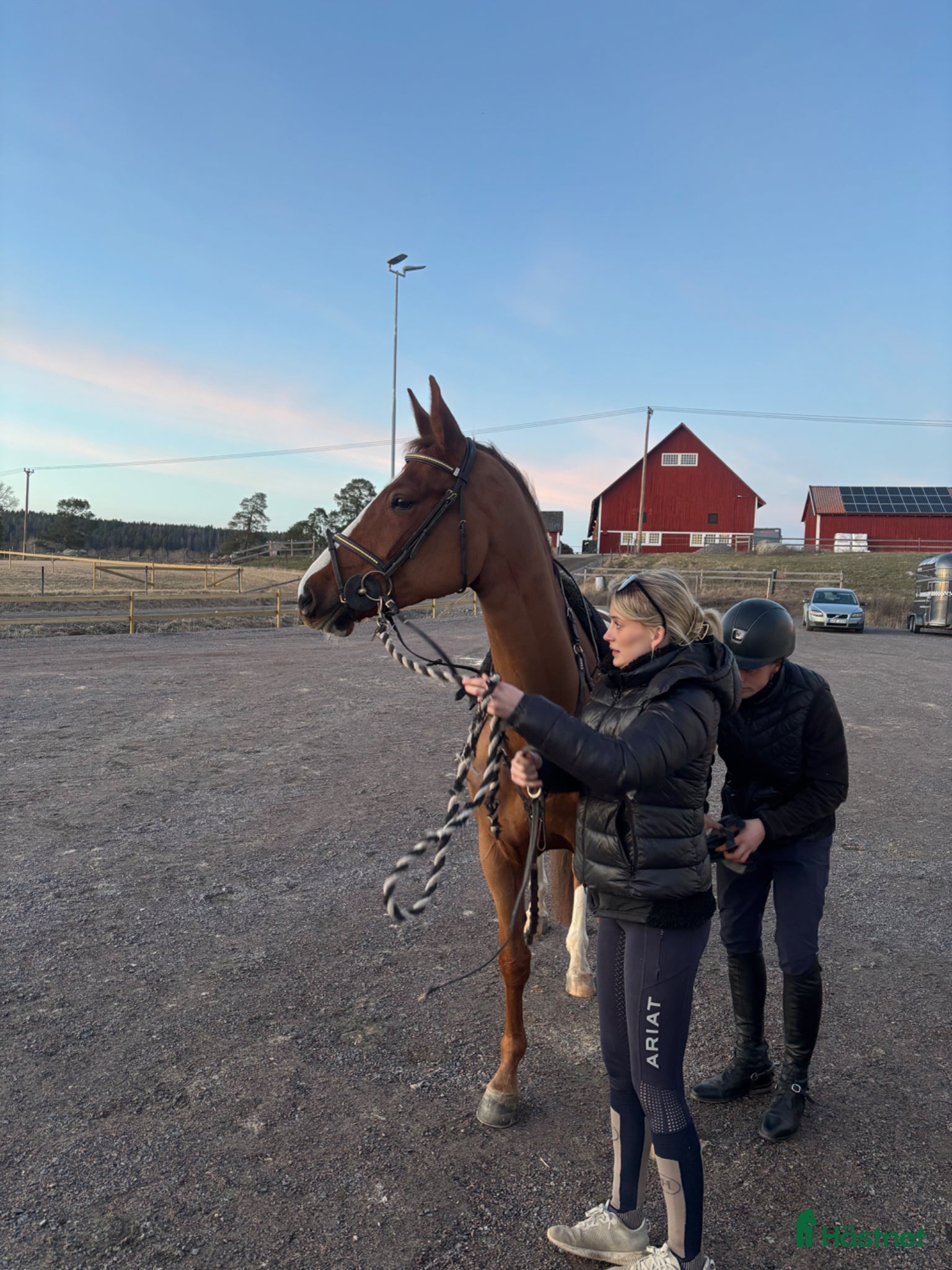  hästar Lovande 5:årigt SWB sto för framtiden  - Annons 2