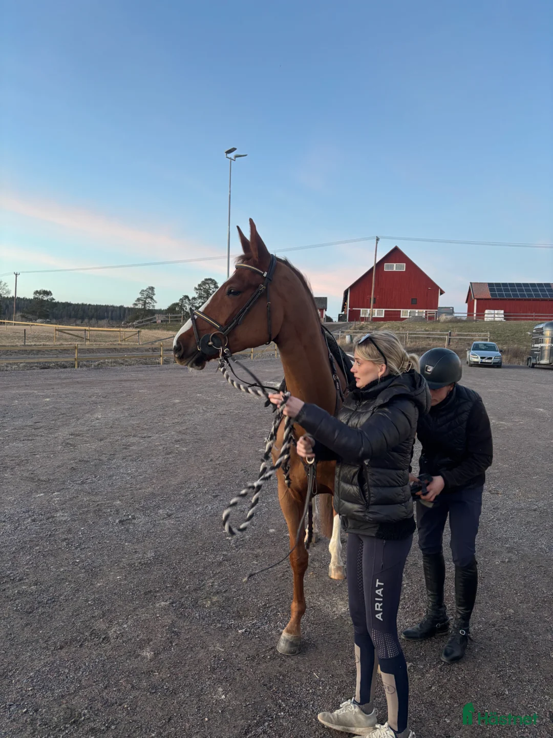 Hoppning hästar till salu: Lovande 5:årigt SWB sto för framtiden  - Annons 2