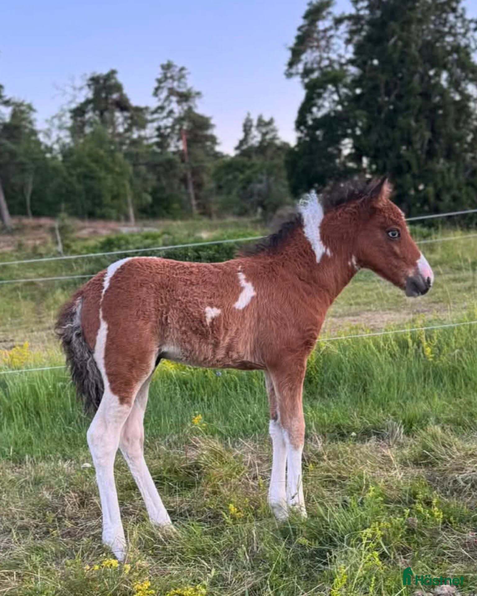  hästar Curlyhingst med tölt - Annons 1