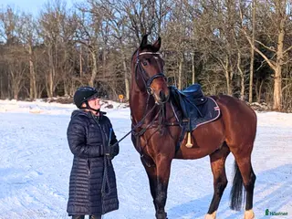 hästar Stjärna för framtiden! - Annons 14