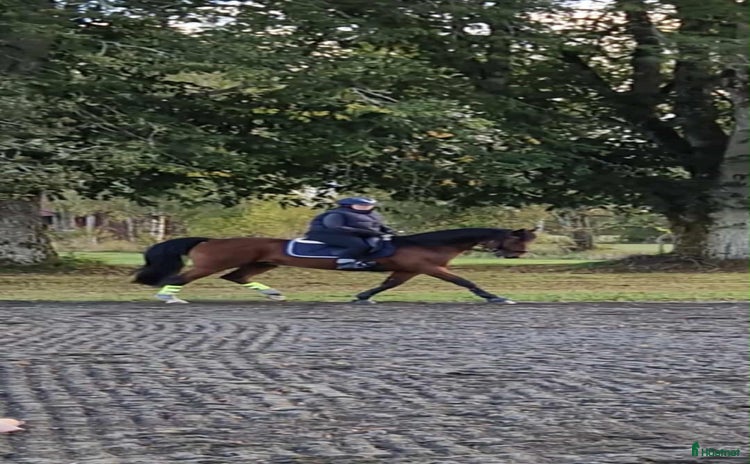  hästar Enmannahäst kör/ridbar i Ljungby - Annons 6