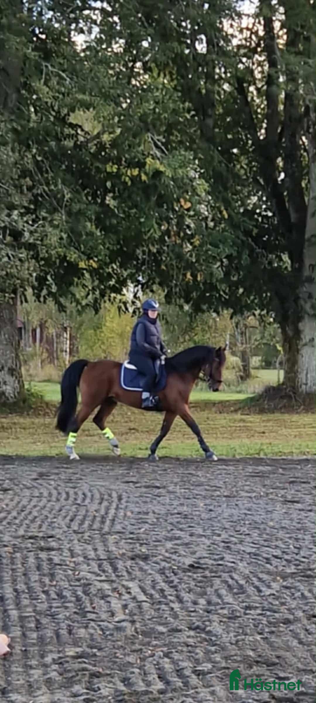 Allround hästar till salu: Enmannahäst kör/ridbar i Ljungby - Annons 1