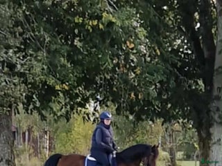 Allround hästar till salu: Enmannahäst kör/ridbar i Ljungby - Annons 1