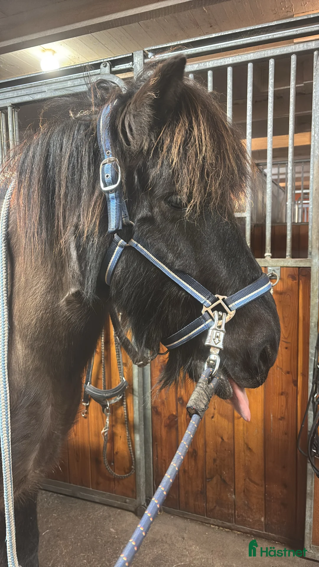 Island hästar till salu: Fin kille söker nytt hem i Gustavsberg - Annons 4