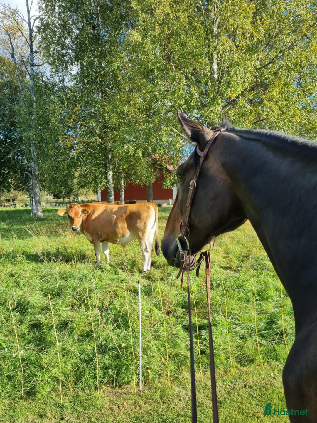Allround hästar till salu: Humle i Mora - Annons 2