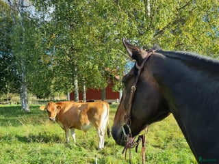 hästar Humle i Mora - Annons 2
