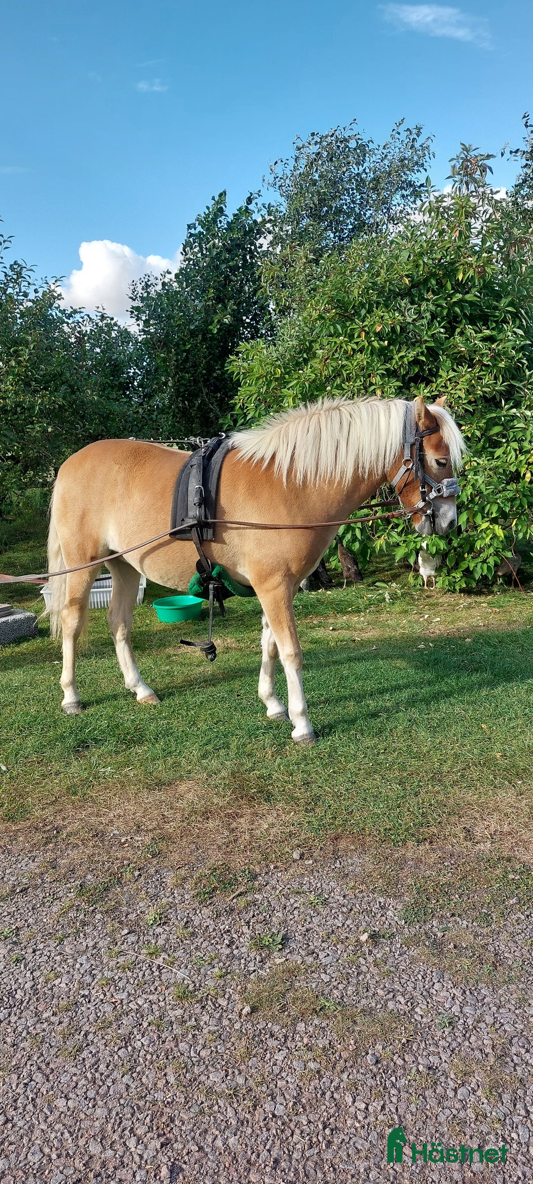 Allround hästar till salu: Coolaste ettåringen  i Kvänum - Annons 5