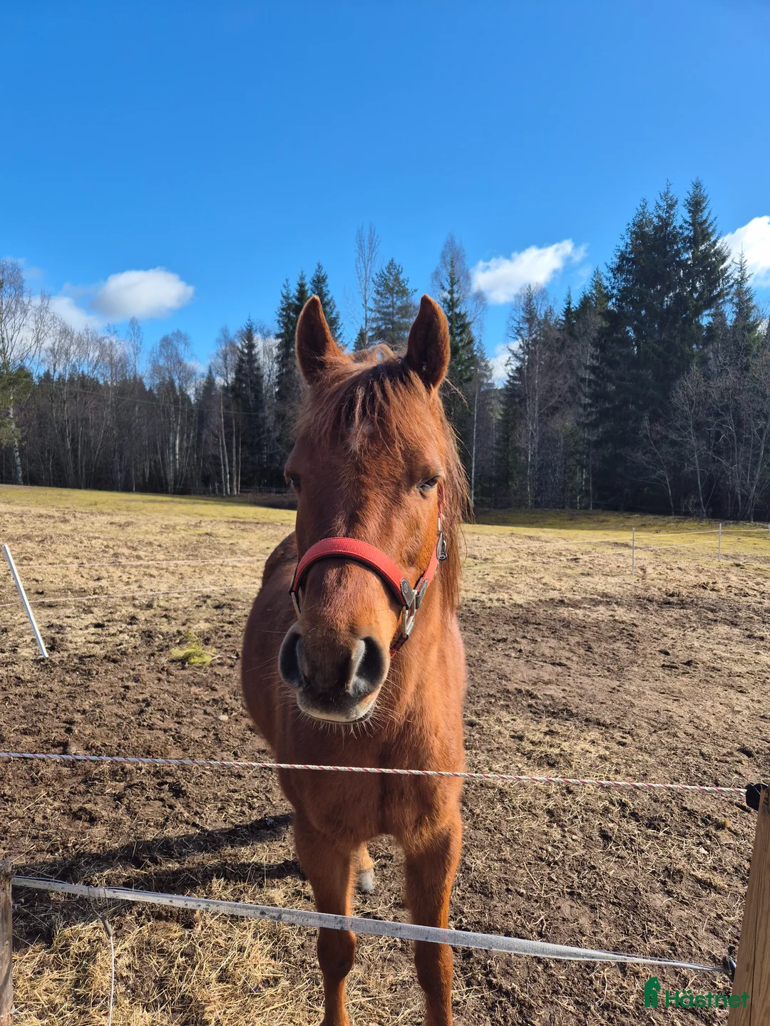 Allround hästar till salu: Isac! för dig med tålamod o kunskap - Annons 2