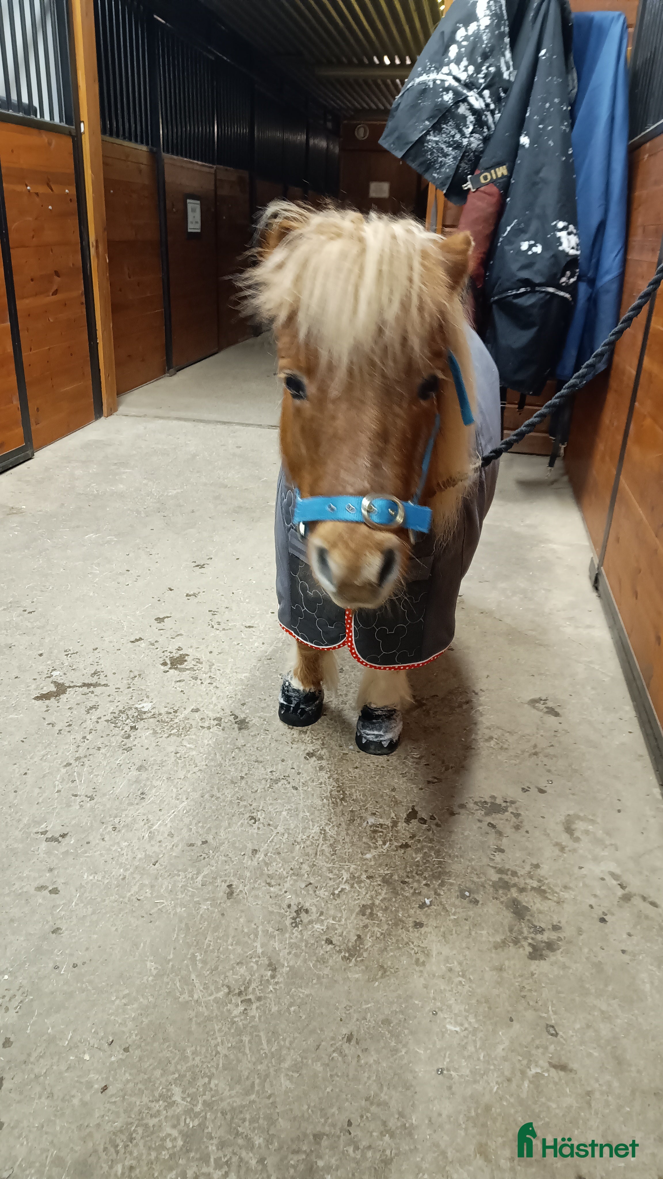 Övrig Hästutrustning hästutrustning till salu: SÖKER: små hovboots  i Lillpite - Annons 7