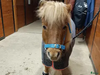 Övrig Hästutrustning hästutrustning SÖKER: små hovboots i Lillpite - Annons 2