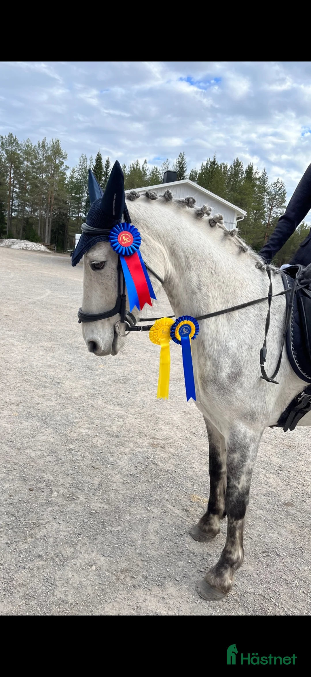 Allround hästar till salu: D-ponnyvalack säljes - Annons 2