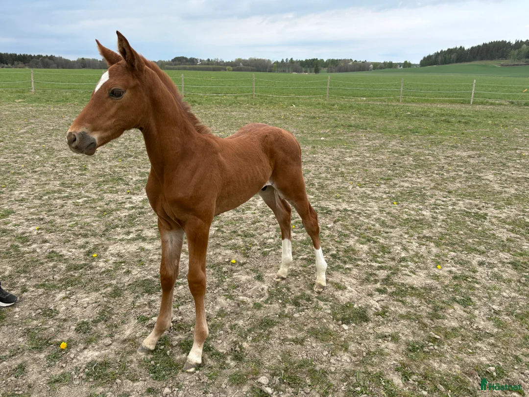 Hoppning hästar till salu: Vacker SWB Hingst - Annons 4