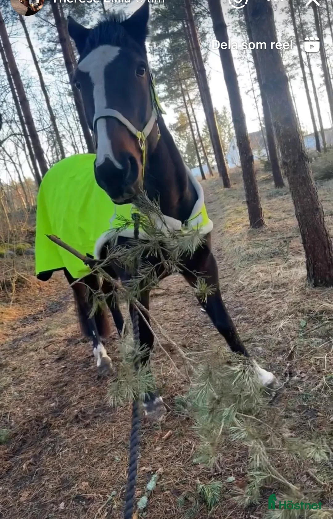 Sällskap hästar till salu: Ture söker nytt hem - Annons 1