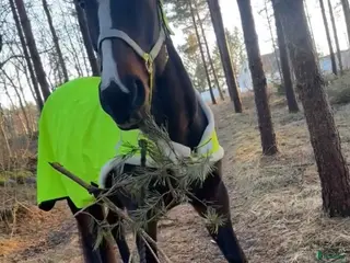 hästar Ture söker nytt hem - Annons 10