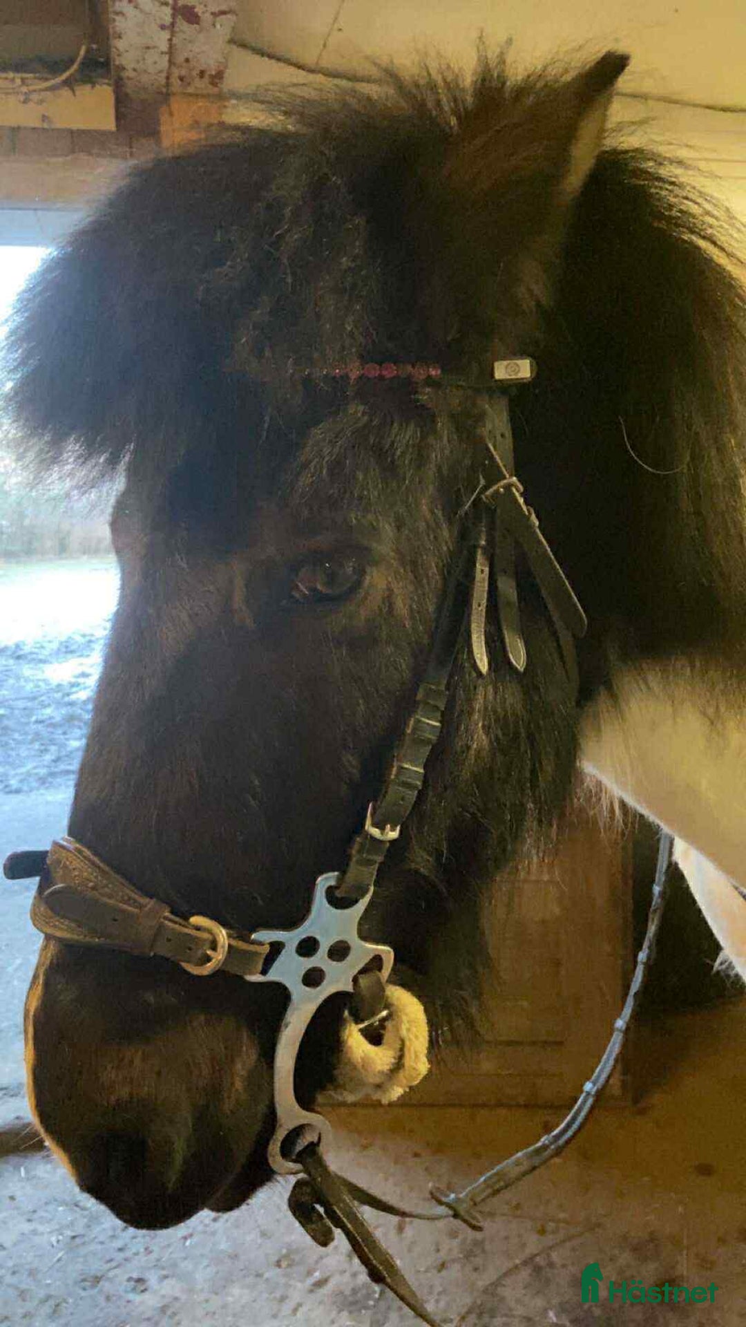 Island hästar till salu: Stor, 90% bombsäker, viktbärande valack i Degerfors - Annons 2