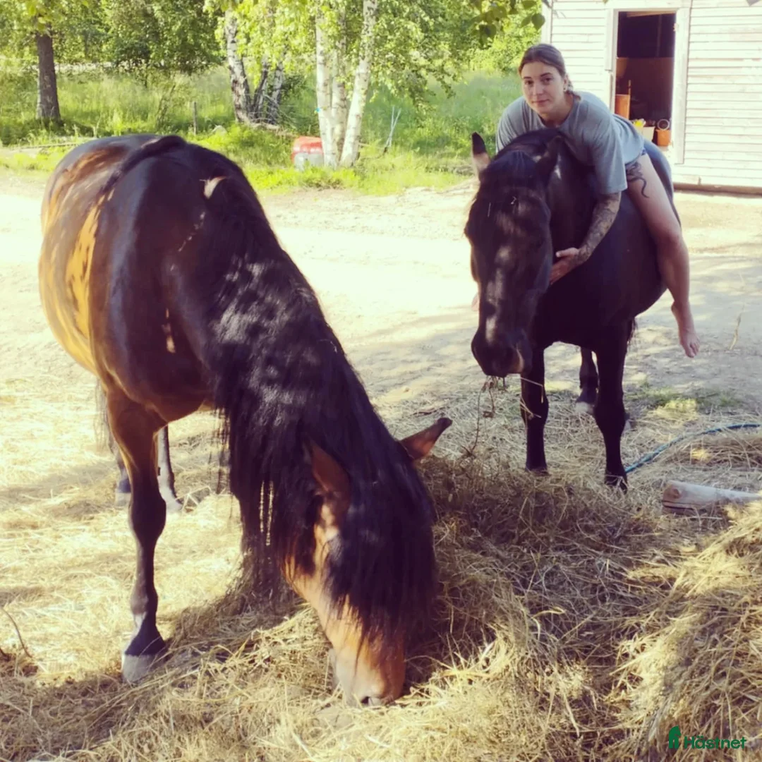 Galleribild {{count}}