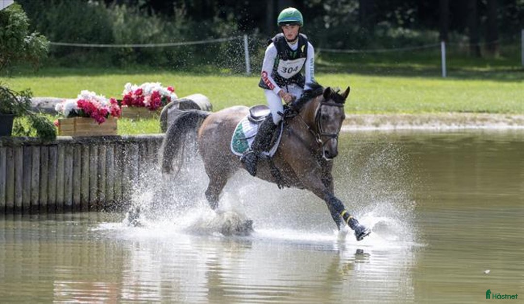 Fälttävlan hästar till salu: Searching for an Event Pony? i Brøndby - Annons 5
