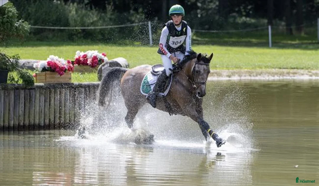 Fälttävlan hästar till salu: Searching for an Event Pony? - Annons 5