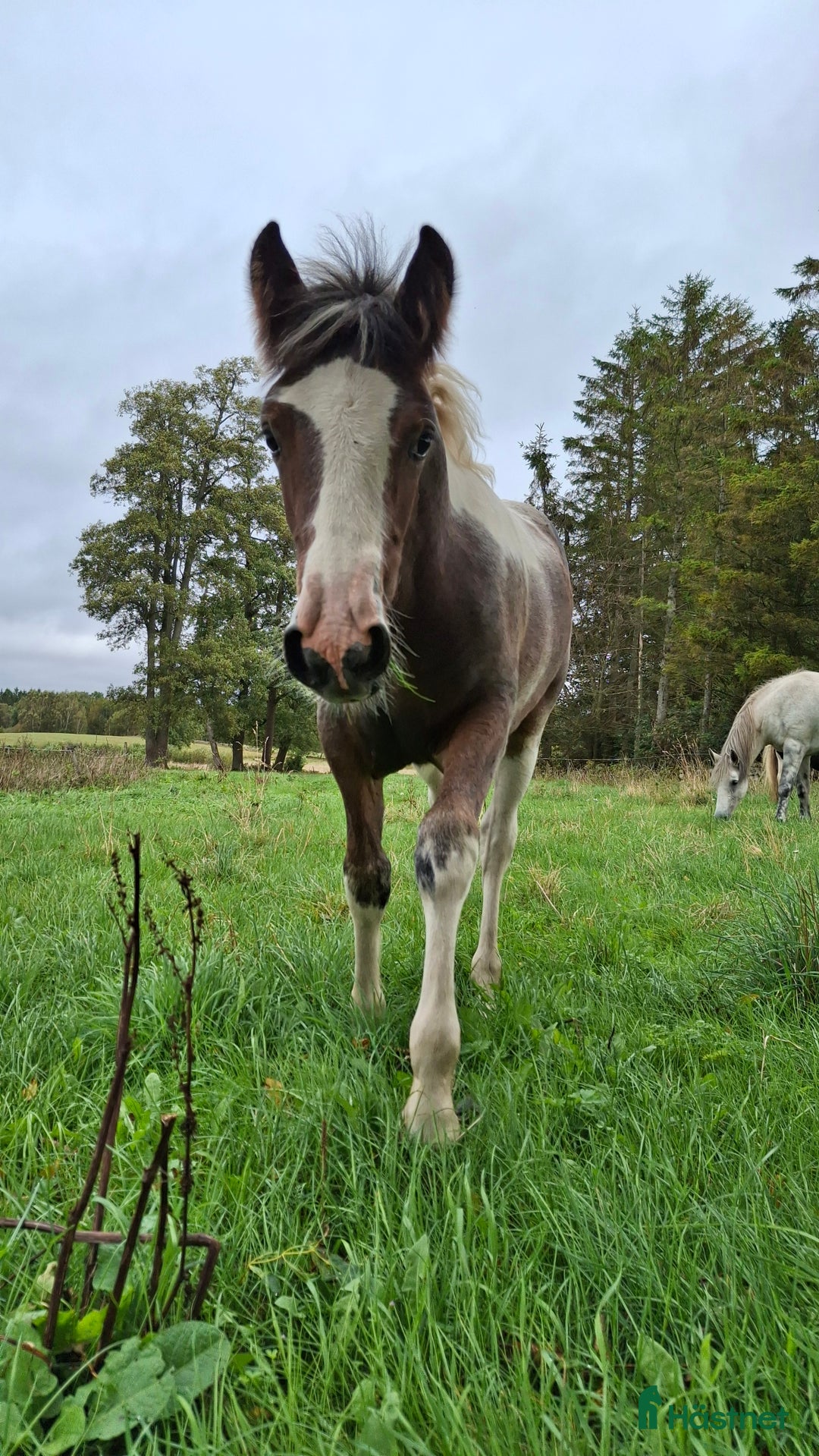 Allround hästar till salu: Tinker/Connemara i Falköping - Annons 2