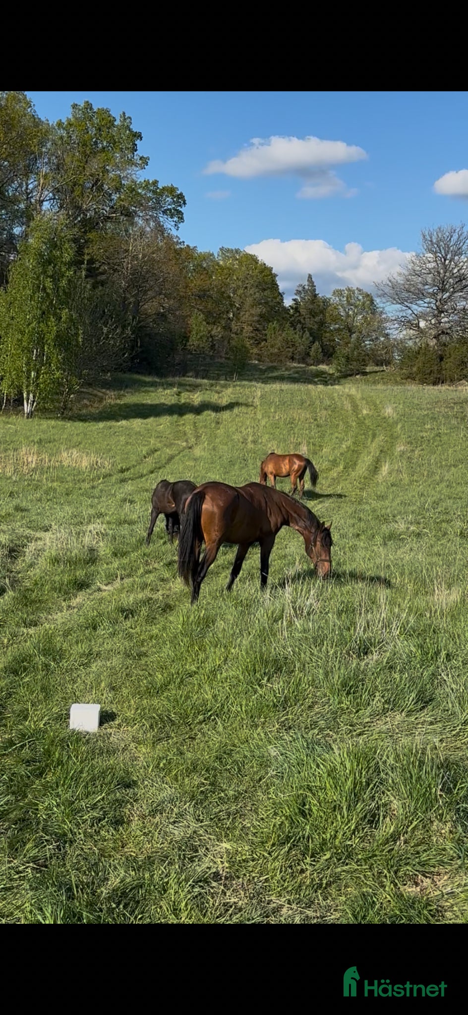  stallplats Bete till hingst elr valack - Annons 6
