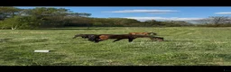  stallplats finnes: Bete till hingst elr valack - Annons 1