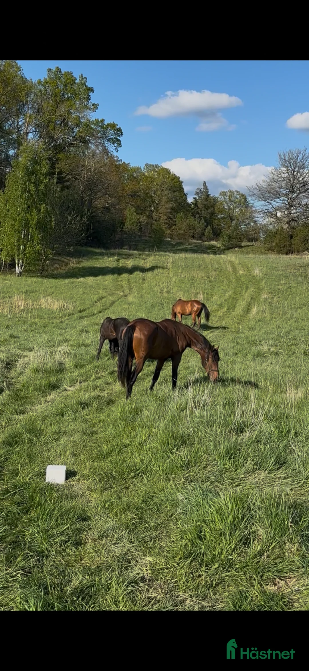  stallplats finnes: Bete till hingst elr valack - Annons 1