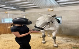  medryttarhäst sökes: Söker medryttare häst/delfodervärd i Karlstad - Bild 2
