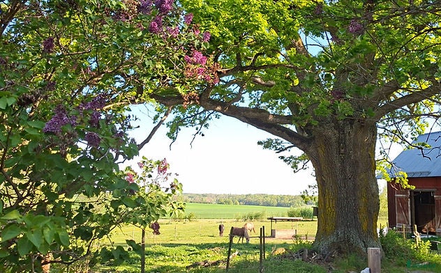  stallplats Lösdriftsplats i vacker natur i Sturefors - Annons 11
