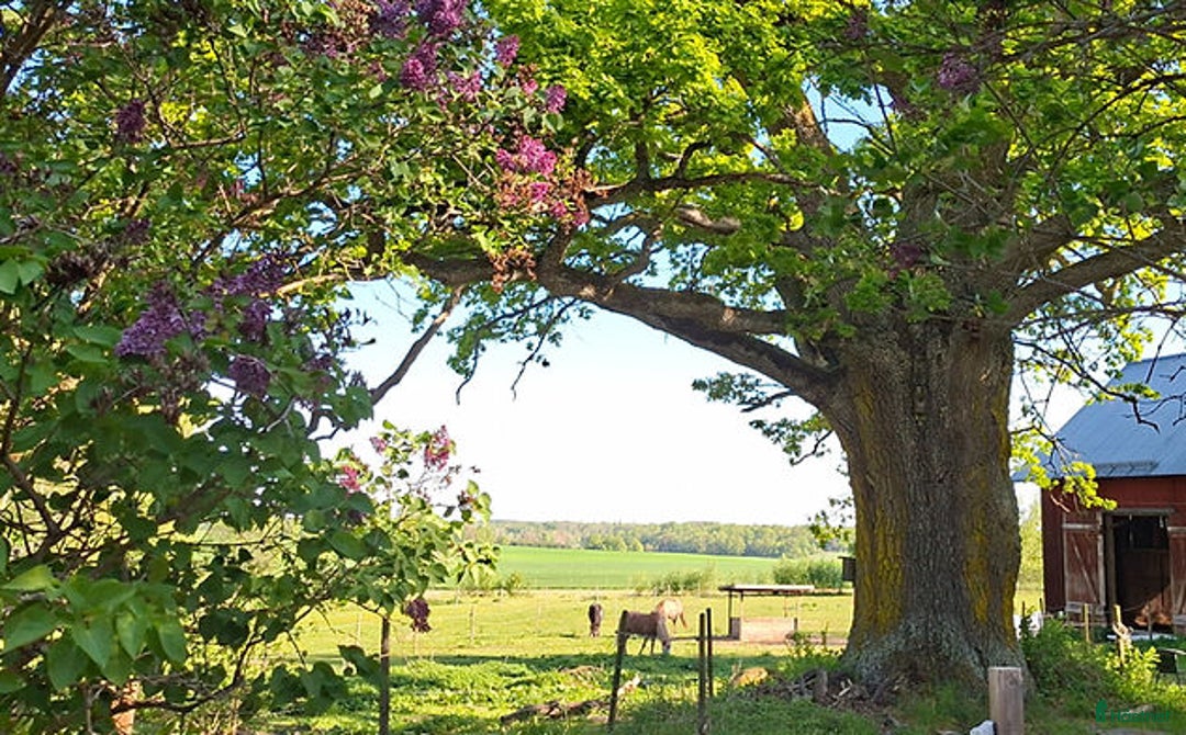  stallplats finnes: Lösdriftsplats i vacker natur i Sturefors - Annons 1