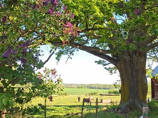 stallplats Lösdriftsplats i vacker natur i Sturefors - Annons 11