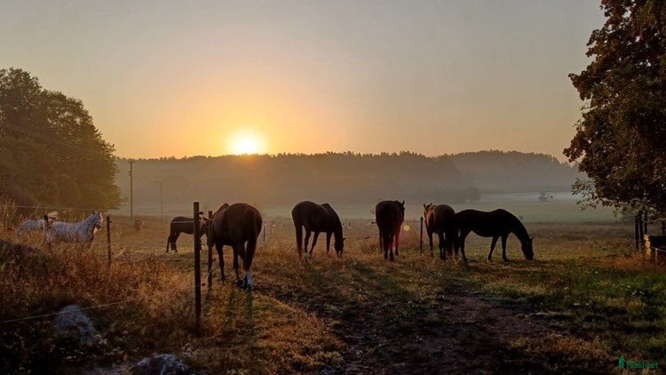 stallplats i Tungelsta - Annons 10