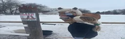 Allround hästar till salu: En på miljonen! Tjej att forma själv  - Annons 7