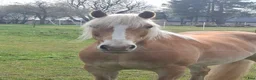 Allround hästar till salu: Purebred Haflinger horse with full EU pedigree - Annons 3