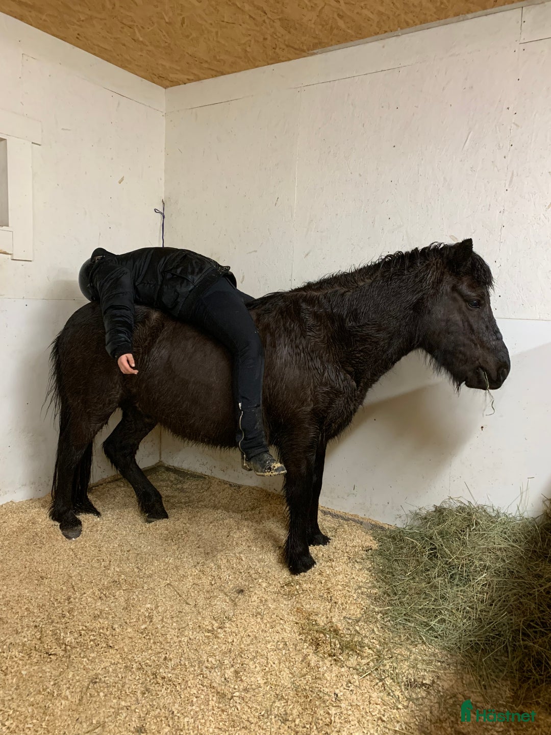 Allround hästar till salu: Söker du ett tryggt och stabilt förhållande? i Järlåsa - Annons 2