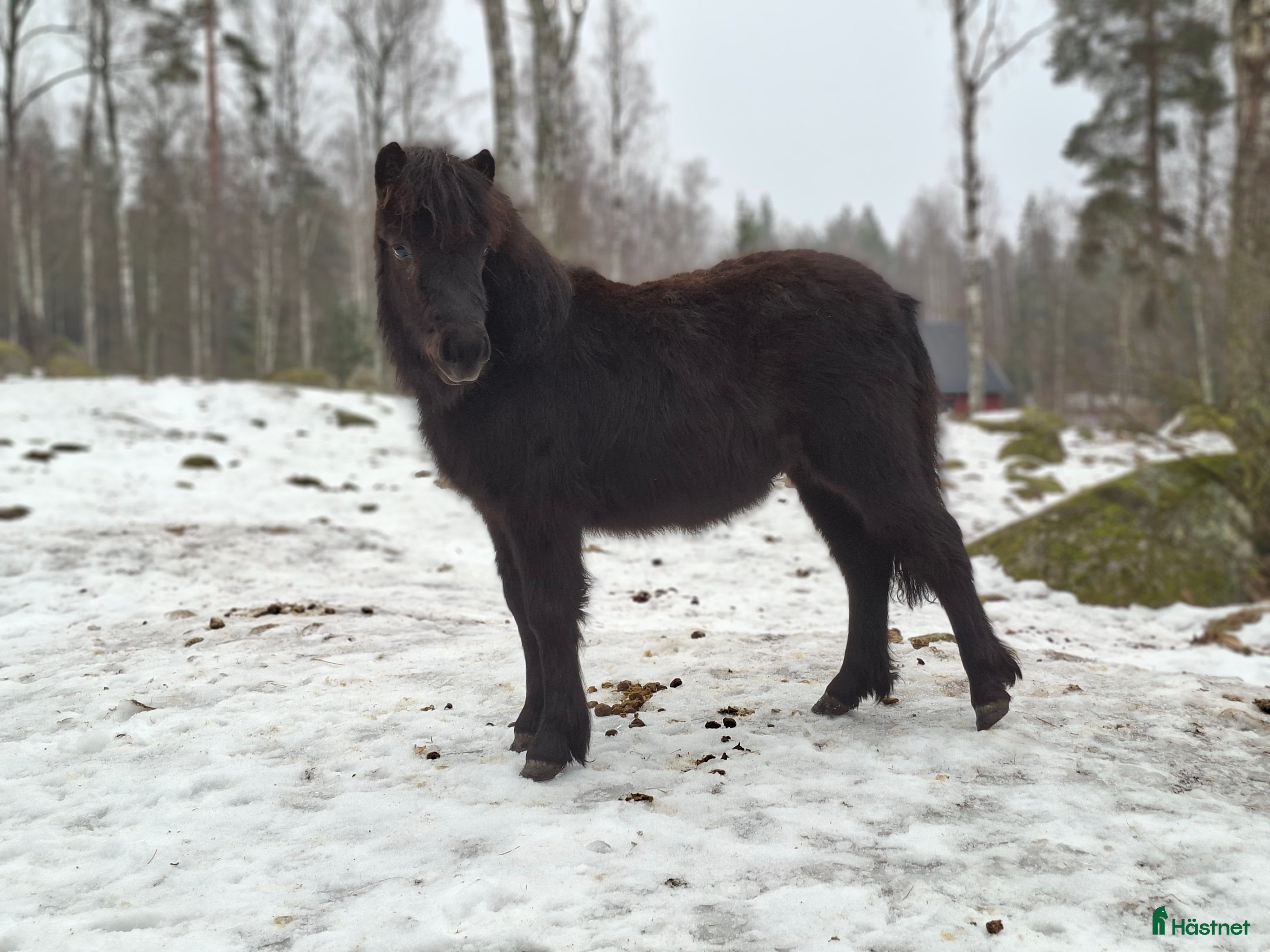  hästar Ettåring i Vreta Kloster - Annons 2