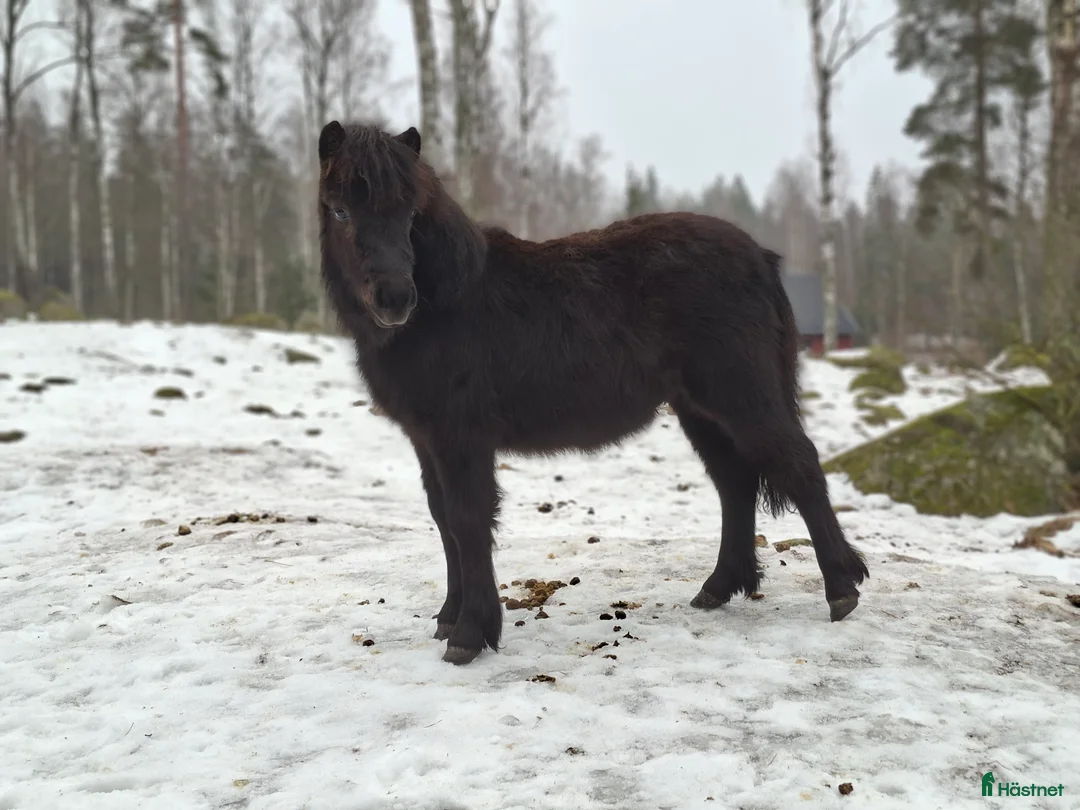 Körning hästar till salu: Ettåring i Vreta Kloster - Annons 1