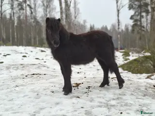 hästar Ettåring i Vreta Kloster - Annons 2