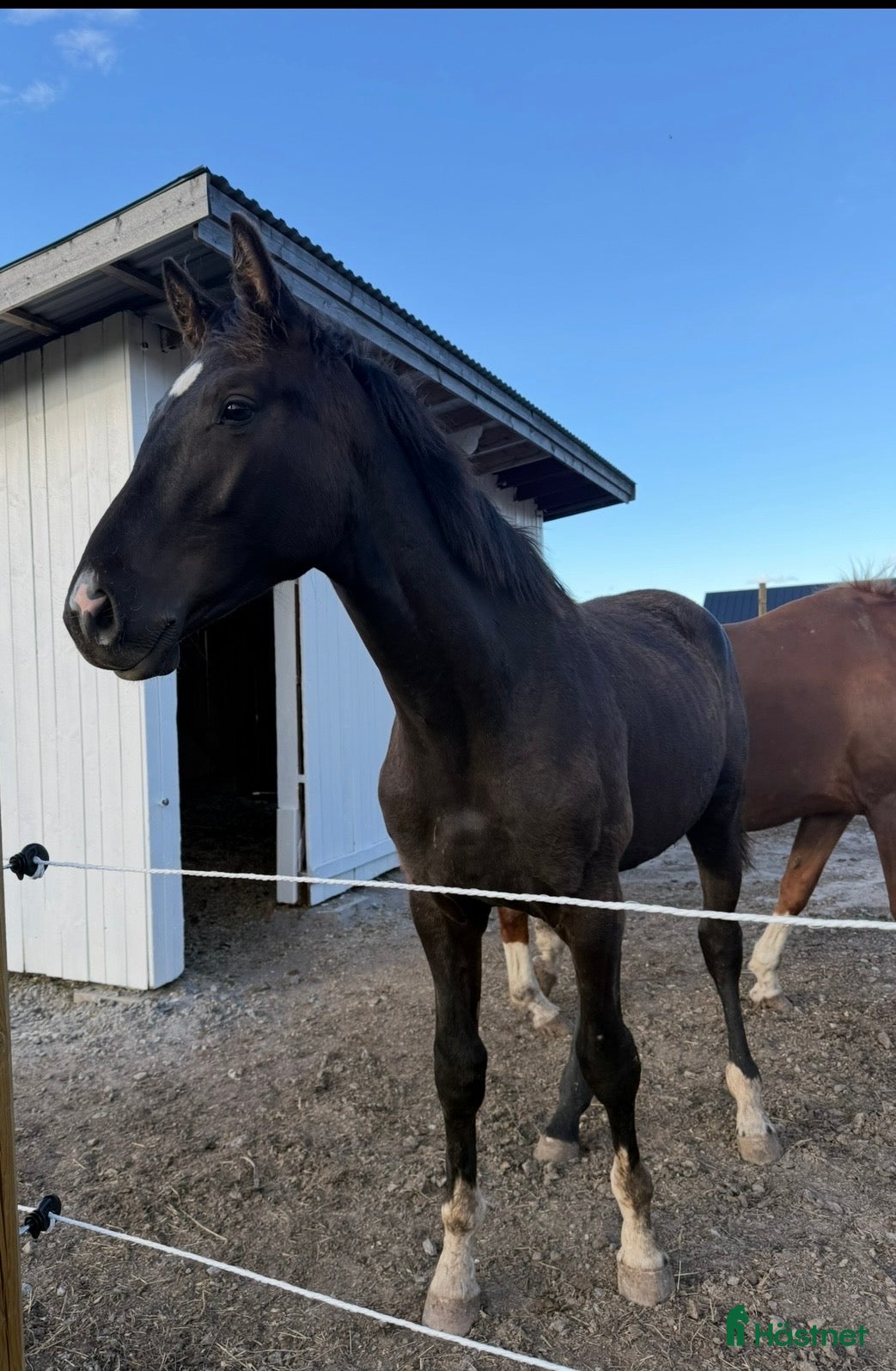  hästar Svart hingst efter Skyline to B.  - Annons 6