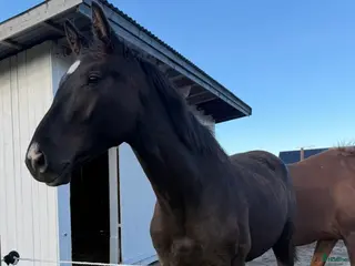 hästar Svart hingst efter Skyline to B. - Annons 6