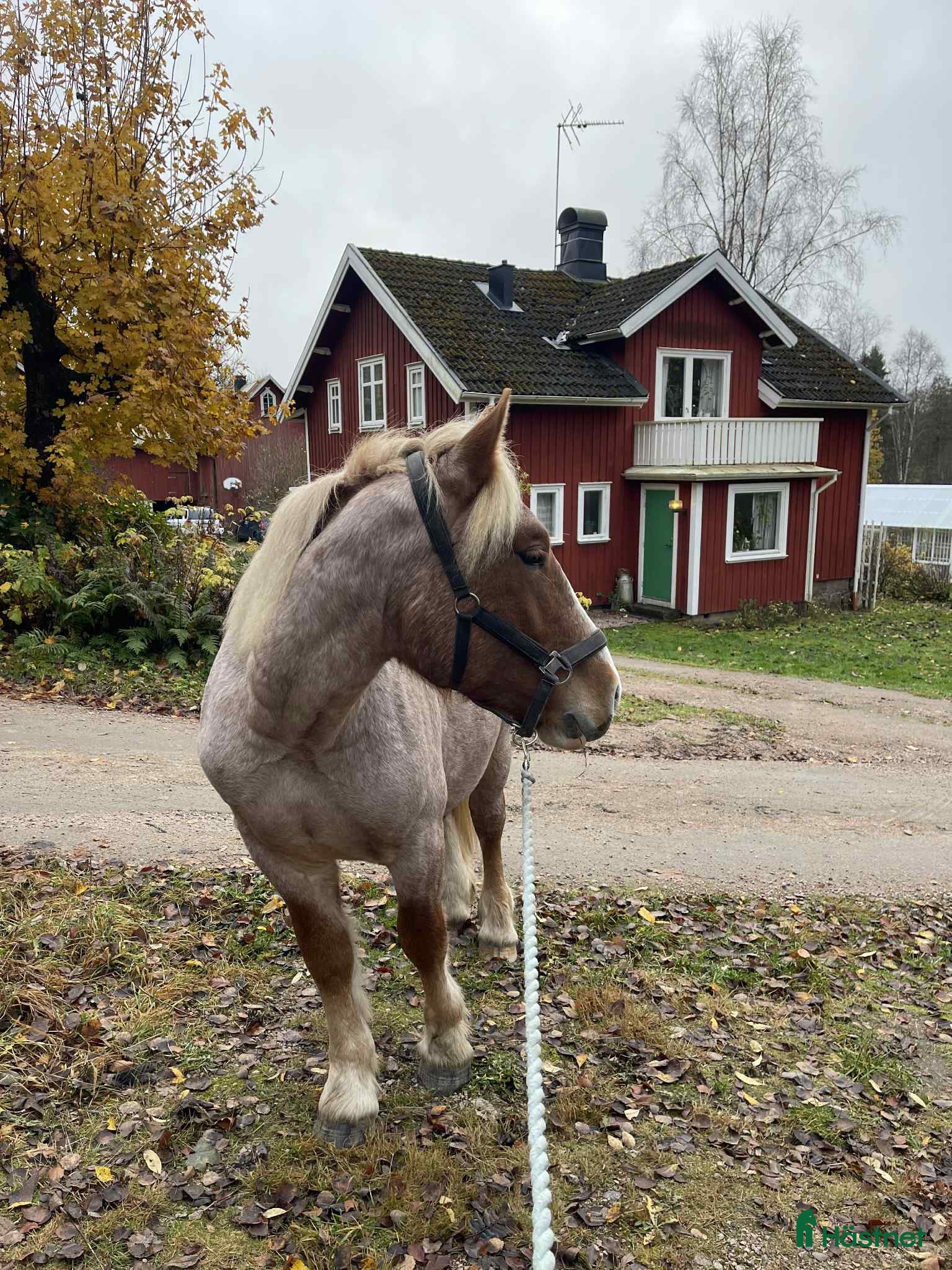  hästar Ardenner 2 år - Annons 9
