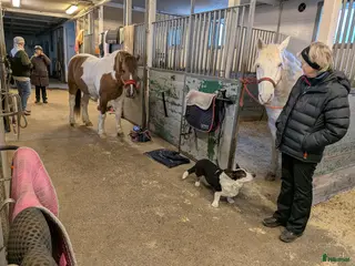 stallplats Stallplats finns i Kungsbacka - Annons 12