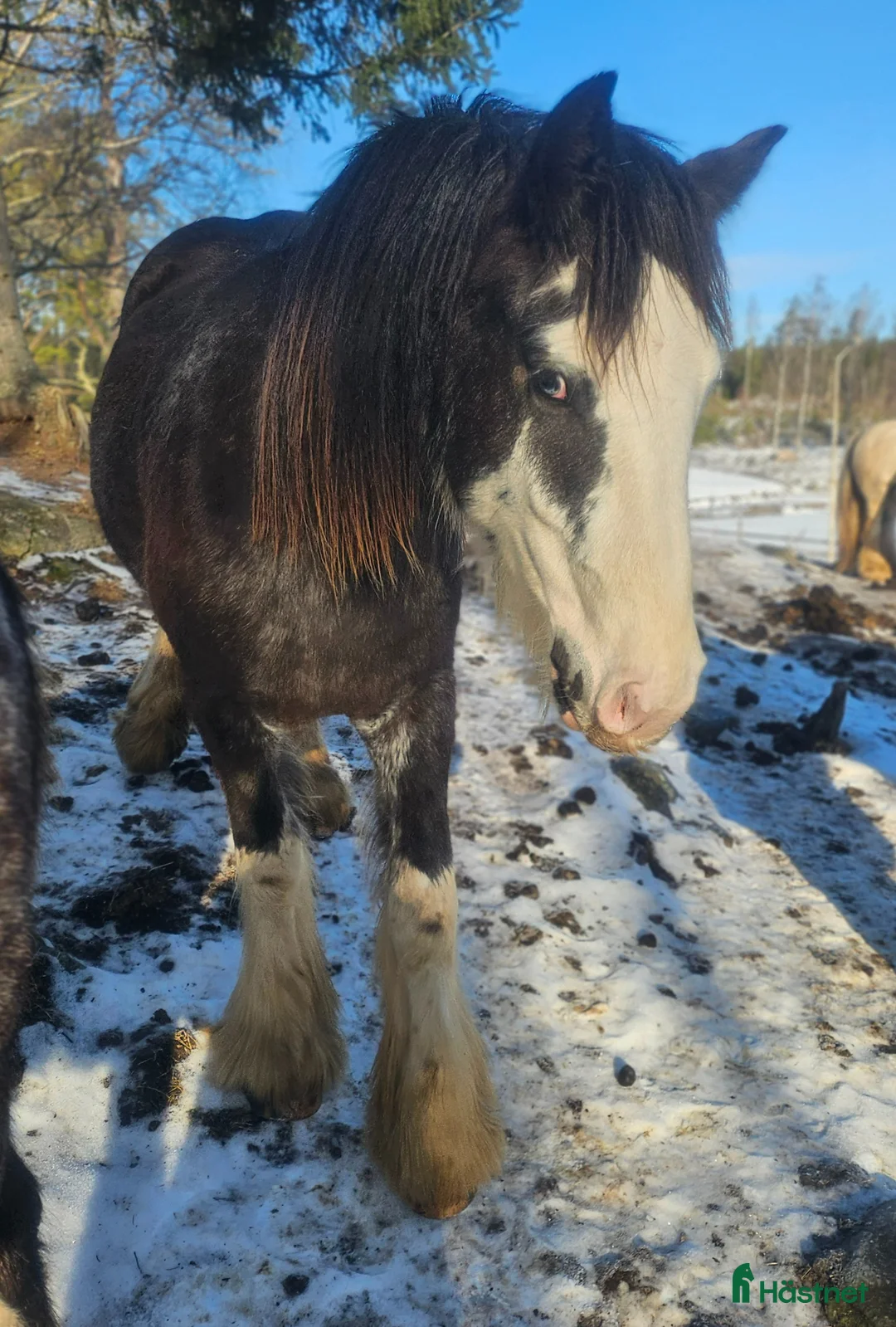 Allround hästar till salu: Sociala valacker - Annons 2
