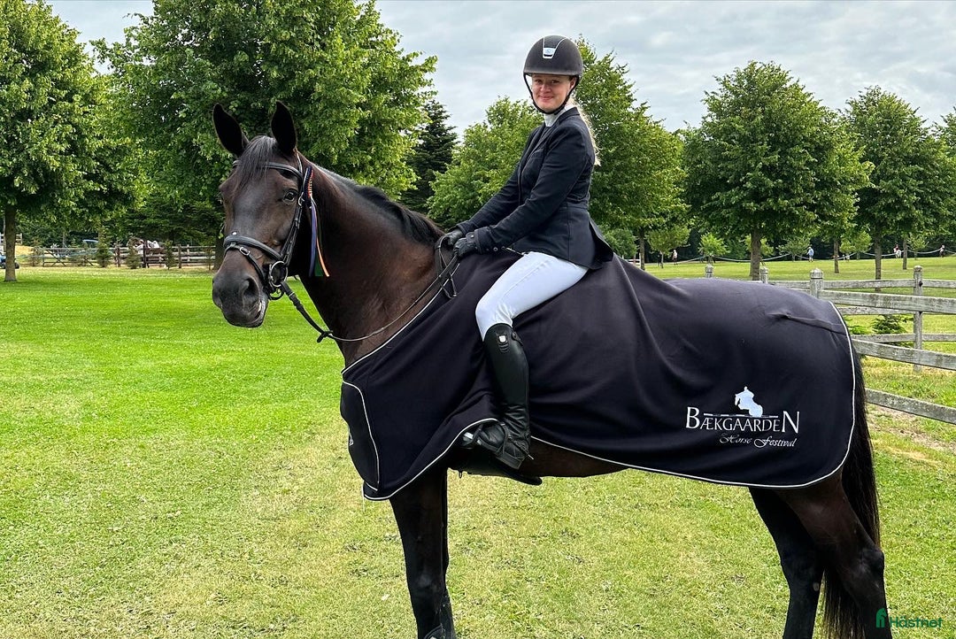 Hoppning hästar till salu: Beautiful mare by Darco - Annons 3