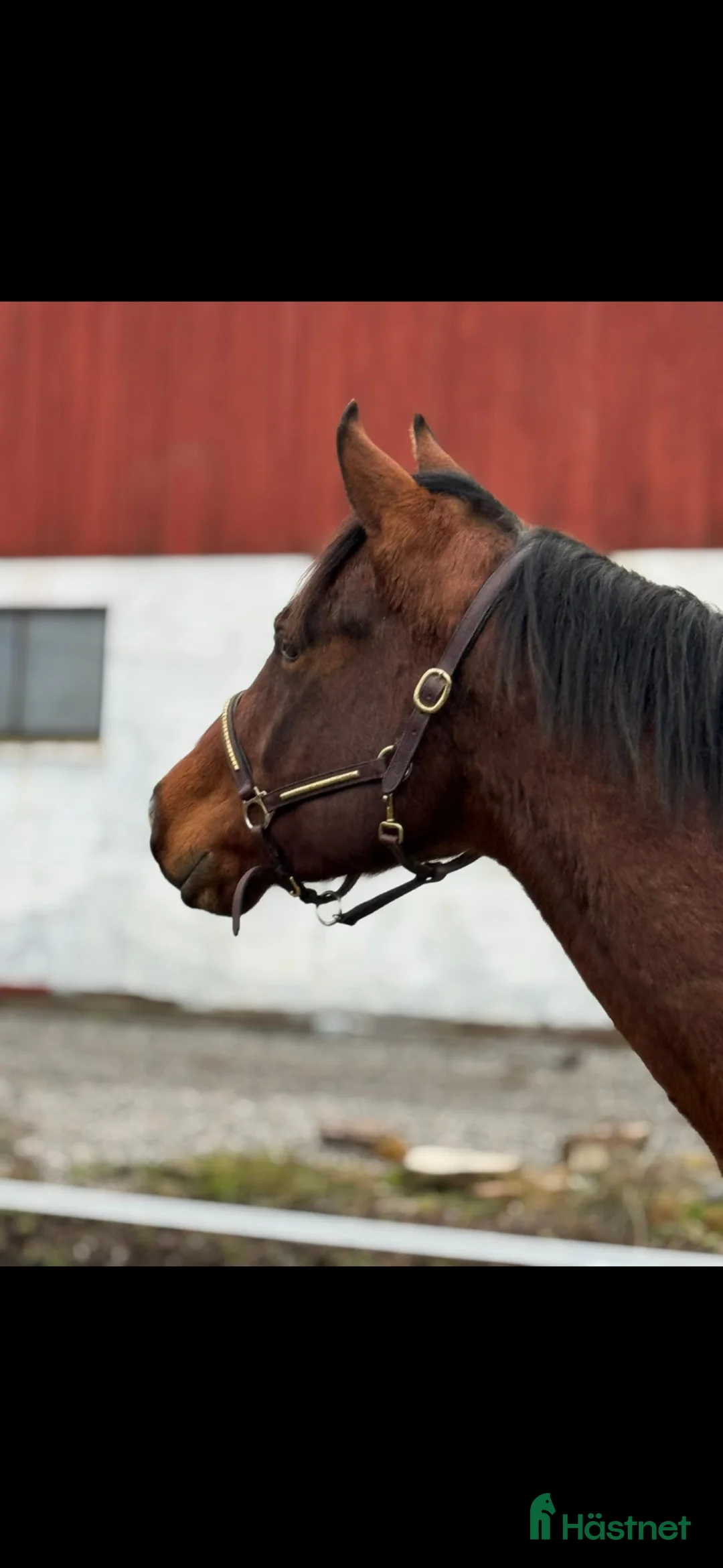 Western hästar till salu: Vacker Quarter kille 💗 - Annons 2