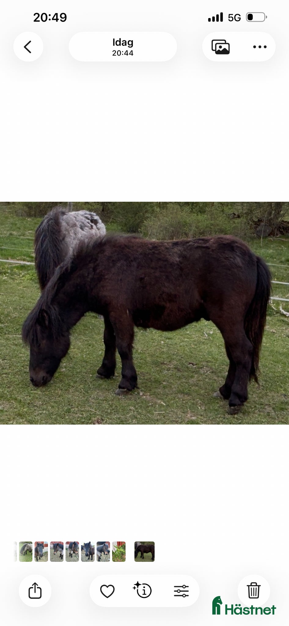  hästar Evert Taube 1-årig Valack - Annons 2