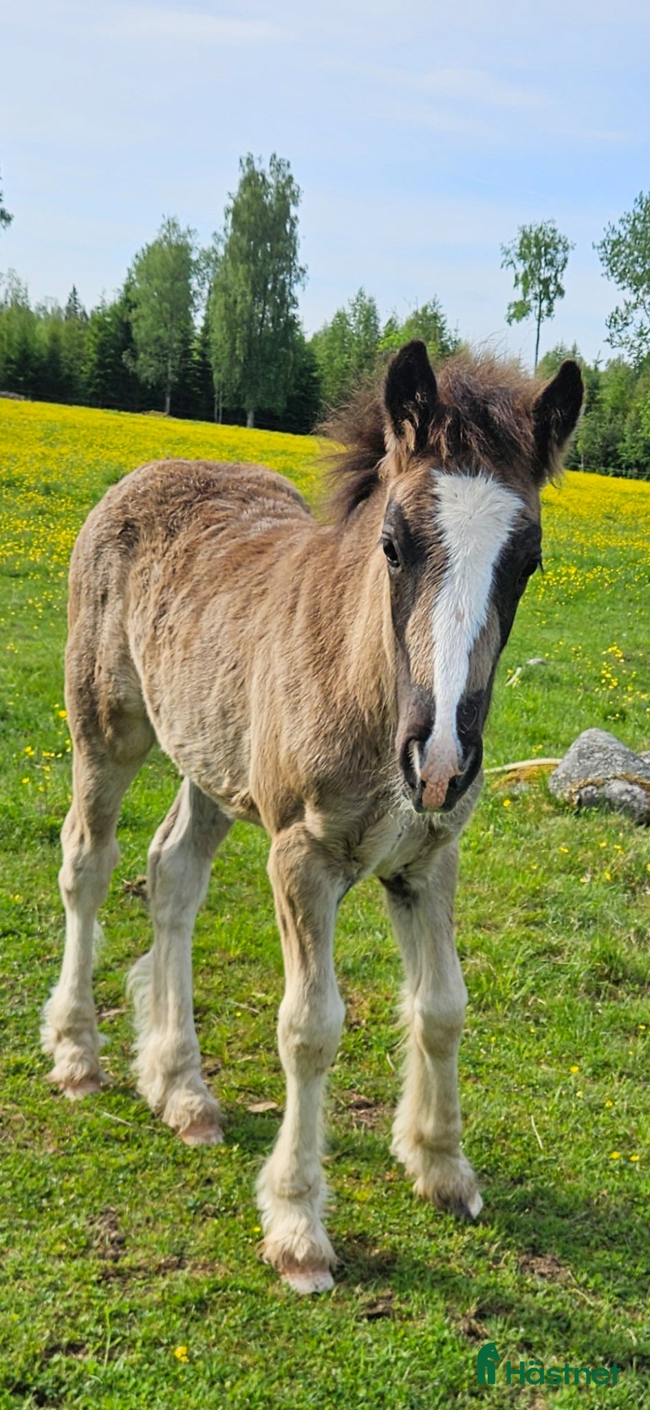  hästar Stor svart irishcob hingst toppstammad! - Annons 7