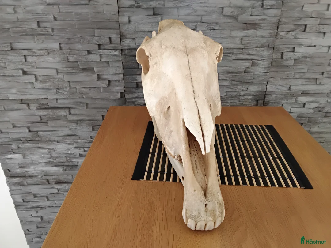 Hästinspirerad heminredning övrig utrustning till salu: Hästkranium - Annons 2