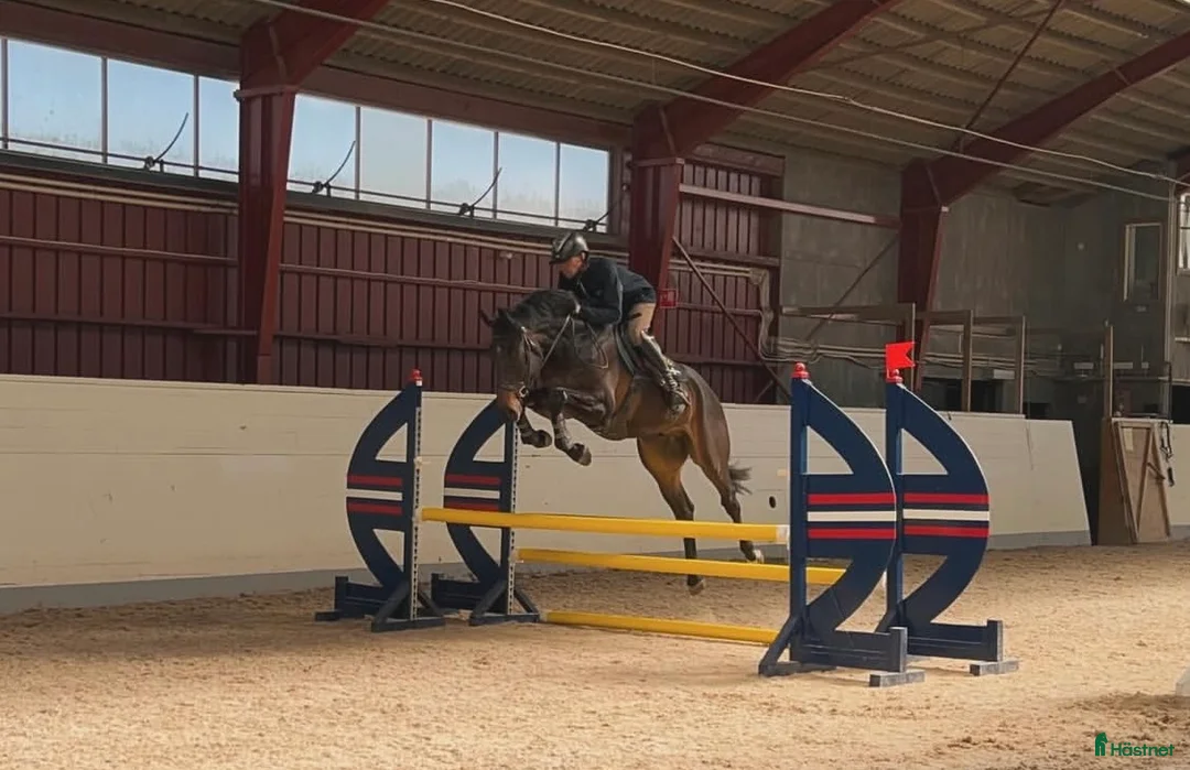 Allround hästar till salu: Är han din blivande träningskompis!? - Annons 1