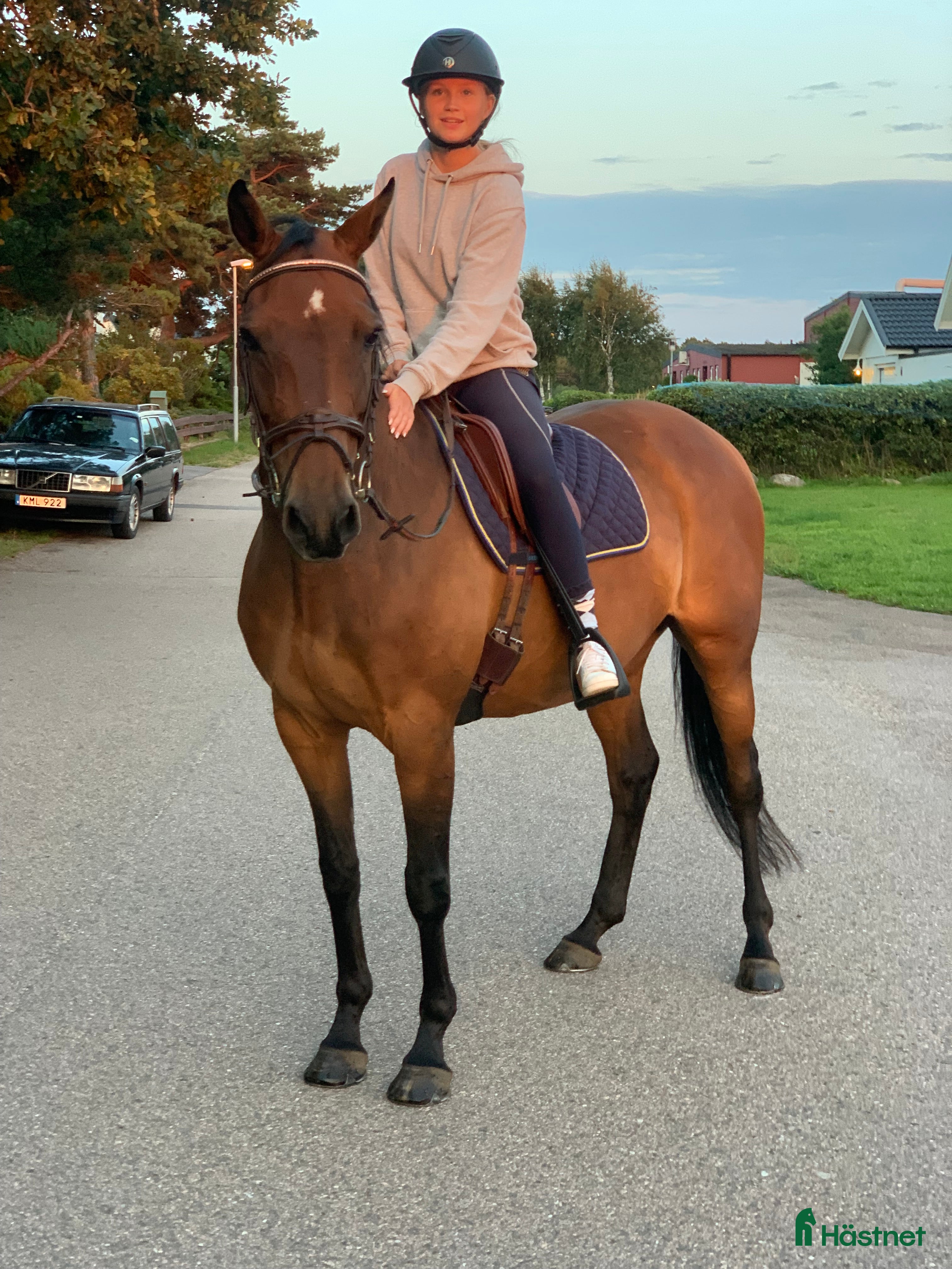  hästar D-ponny med kapacitet för hoppning i Ängelholm - Annons 3