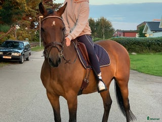 hästar D-ponny med kapacitet för hoppning i Ängelholm - Annons 9